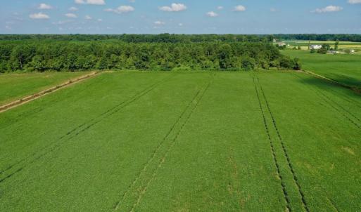 Photo #2 of SOLD property in Off Vandiford Thomas Road, Snow Hill, NC 60.8 acres