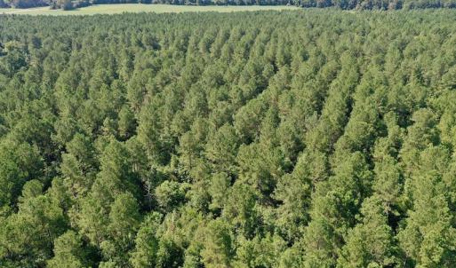 Photo #34 of SOLD property in Off Vandiford Thomas Road, Snow Hill, NC 60.8 acres