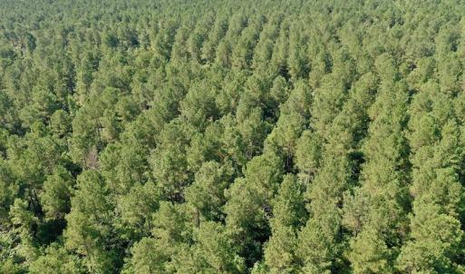 Photo #35 of SOLD property in Off Vandiford Thomas Road, Snow Hill, NC 60.8 acres