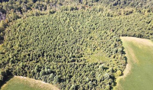 Photo #5 of SOLD property in Off White Oak Drive, Spring Grove, VA 85.0 acres