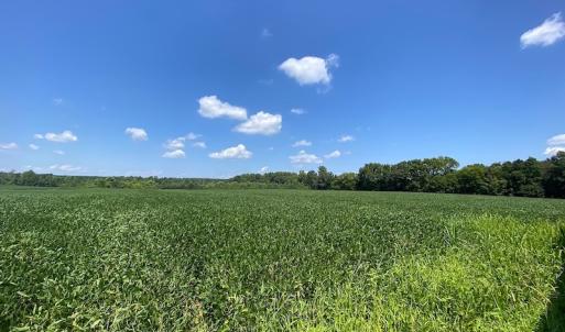 Photo #15 of SOLD property in Off White Oak Drive, Spring Grove, VA 85.0 acres