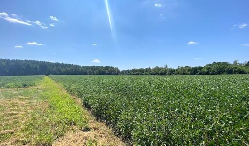 Photo #16 of SOLD property in Off White Oak Drive, Spring Grove, VA 85.0 acres