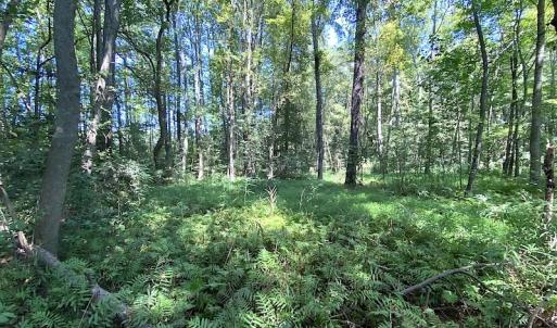 Photo #10 of SOLD property in Off Laurel Springs Road, Spring Grove, VA 27.0 acres