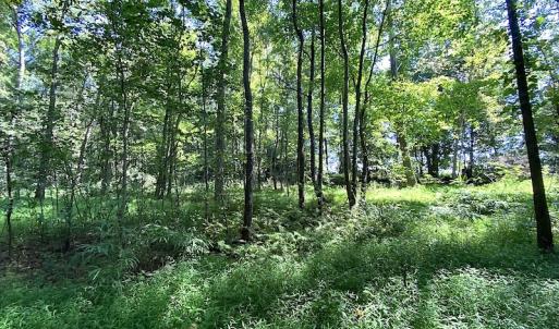 Photo #11 of SOLD property in Off Laurel Springs Road, Spring Grove, VA 27.0 acres