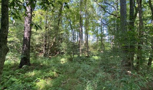 Photo #13 of SOLD property in Off Laurel Springs Road, Spring Grove, VA 27.0 acres