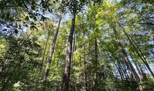 Photo #14 of SOLD property in Off Laurel Springs Road, Spring Grove, VA 27.0 acres