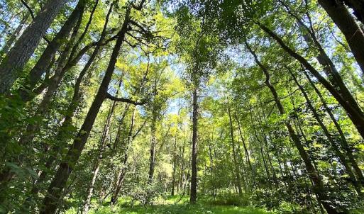 Photo #15 of SOLD property in Off Laurel Springs Road, Spring Grove, VA 27.0 acres