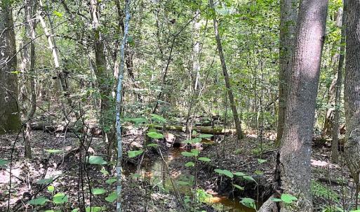 Photo #16 of SOLD property in Off Laurel Springs Road, Spring Grove, VA 27.0 acres