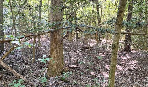 Photo #17 of SOLD property in Off Laurel Springs Road, Spring Grove, VA 27.0 acres