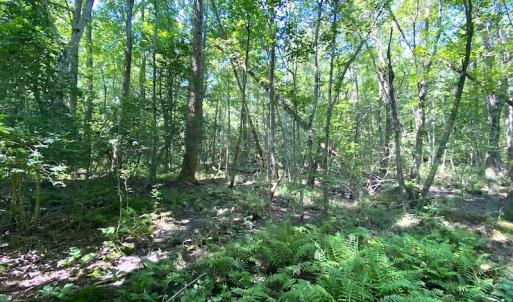 Photo #19 of SOLD property in Off Laurel Springs Road, Spring Grove, VA 27.0 acres