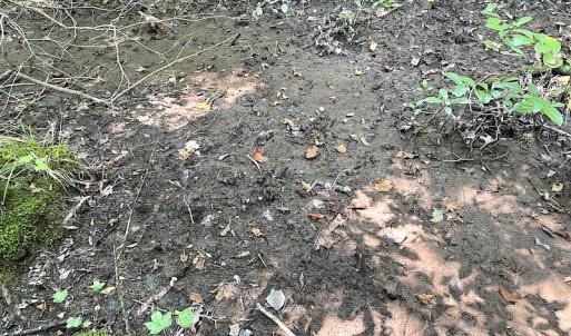 Photo #21 of SOLD property in Off Laurel Springs Road, Spring Grove, VA 27.0 acres