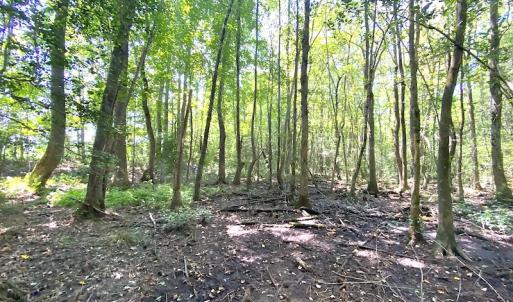 Photo #25 of SOLD property in Off Laurel Springs Road, Spring Grove, VA 27.0 acres