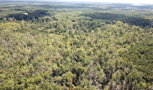 Photo #7 of SOLD property in Off Cattail Road, Mears, VA 112.0 acres