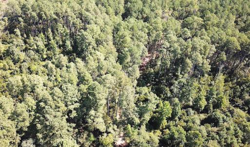 Photo #18 of SOLD property in Off Cattail Road, Mears, VA 112.0 acres