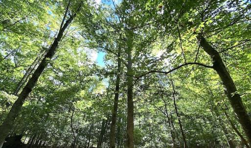 Photo #21 of SOLD property in Off Cattail Road, Mears, VA 112.0 acres