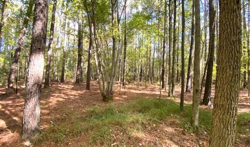 Photo #25 of SOLD property in Off Cattail Road, Mears, VA 112.0 acres