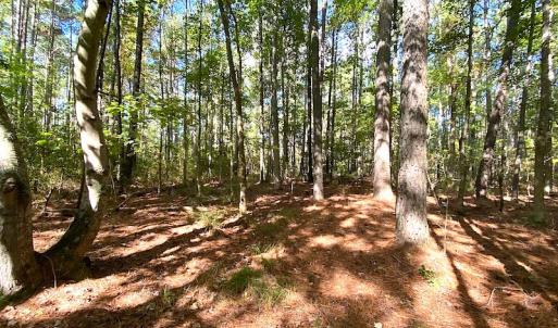 Photo #26 of SOLD property in Off Cattail Road, Mears, VA 112.0 acres