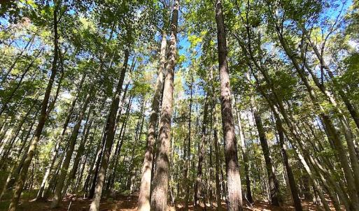 Photo #27 of SOLD property in Off Cattail Road, Mears, VA 112.0 acres