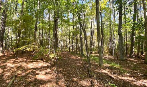 Photo #29 of SOLD property in Off Cattail Road, Mears, VA 112.0 acres