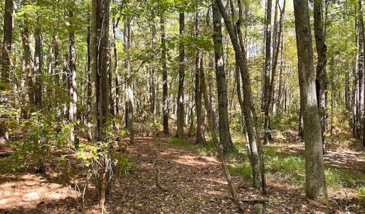 Photo #30 of SOLD property in Off Cattail Road, Mears, VA 112.0 acres