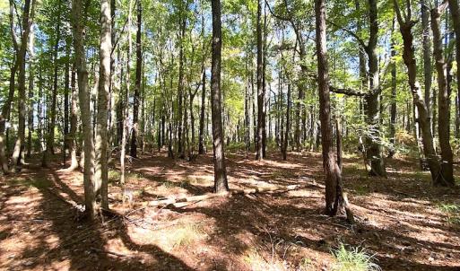 Photo #32 of SOLD property in Off Cattail Road, Mears, VA 112.0 acres