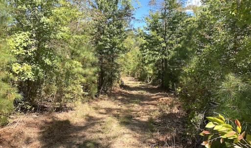 Photo #42 of SOLD property in Off Cattail Road, Mears, VA 112.0 acres
