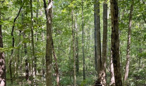 Photo #2 of SOLD property in Off Holiday Lake Road, Appomattox, VA 5.0 acres