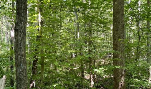 Photo #3 of SOLD property in Off Holiday Lake Road, Appomattox, VA 5.0 acres