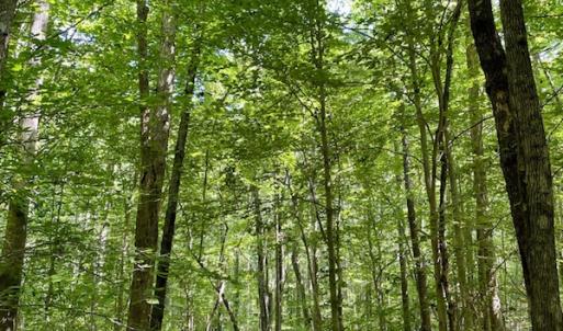 Photo #4 of SOLD property in Off Holiday Lake Road, Appomattox, VA 5.0 acres