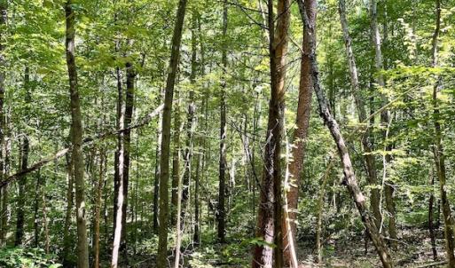 Photo #5 of SOLD property in Off Holiday Lake Road, Appomattox, VA 5.0 acres