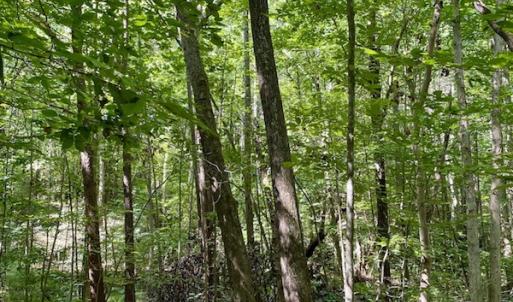 Photo #6 of SOLD property in Off Holiday Lake Road, Appomattox, VA 5.0 acres