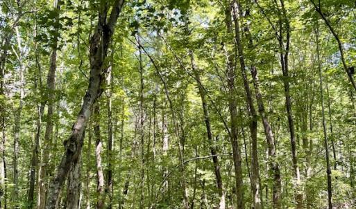 Photo #7 of SOLD property in Off Holiday Lake Road, Appomattox, VA 5.0 acres