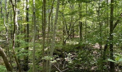 Photo #8 of SOLD property in Off Holiday Lake Road, Appomattox, VA 5.0 acres