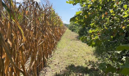 Photo #19 of SOLD property in Off White Oak Drive, Spring Grove, VA 102.0 acres
