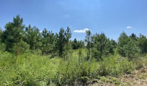 Photo #25 of SOLD property in Off White Oak Drive, Spring Grove, VA 102.0 acres