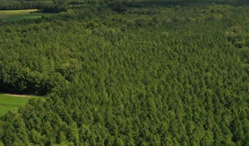 Photo #31 of SOLD property in 12171 Old Belfield Road, Capron, VA 140.0 acres