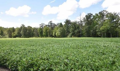 Photo #33 of SOLD property in 12171 Old Belfield Road, Capron, VA 140.0 acres
