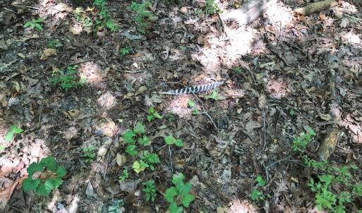 Photo #37 of SOLD property in 12171 Old Belfield Road, Capron, VA 140.0 acres