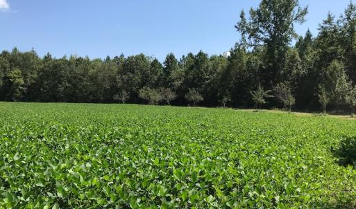 Photo #39 of SOLD property in 12171 Old Belfield Road, Capron, VA 140.0 acres
