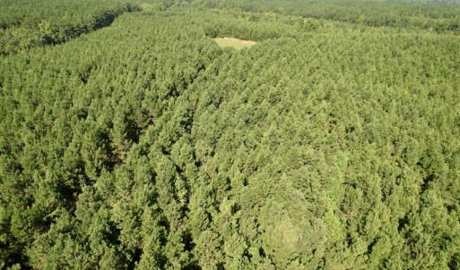 Photo #15 of SOLD property in 4118 Burkeville Road, Victoria, VA 227.8 acres