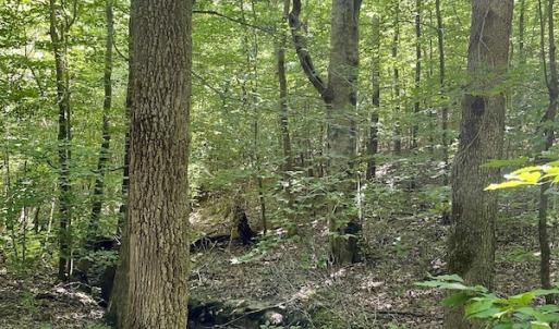 Photo #36 of SOLD property in 4118 Burkeville Road, Victoria, VA 227.8 acres
