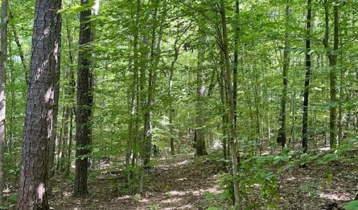 Photo #37 of SOLD property in 4118 Burkeville Road, Victoria, VA 227.8 acres