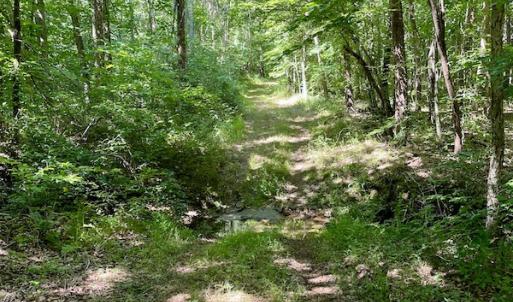 Photo #39 of SOLD property in 4118 Burkeville Road, Victoria, VA 227.8 acres