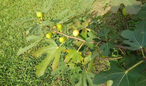 Photo #26 of 143 Clark Road, Newport, NC 19.1 acres