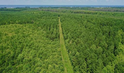Photo #5 of SOLD property in 653 Jones White Road, Roper, NC 46.8 acres