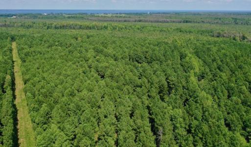 Photo #6 of SOLD property in 653 Jones White Road, Roper, NC 46.8 acres