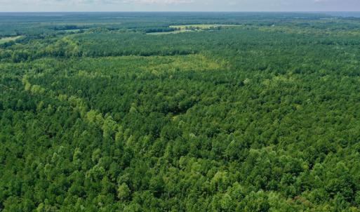 Photo #15 of SOLD property in 653 Jones White Road, Roper, NC 46.8 acres