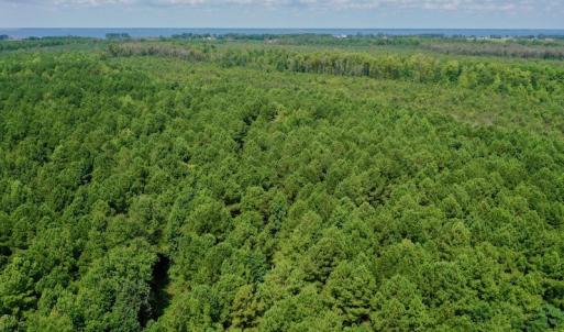 Photo #23 of SOLD property in 653 Jones White Road, Roper, NC 46.8 acres