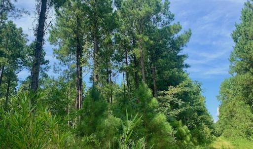 Photo #29 of SOLD property in 653 Jones White Road, Roper, NC 46.8 acres