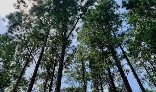 Photo #30 of SOLD property in 653 Jones White Road, Roper, NC 46.8 acres